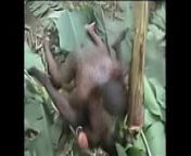 Hot Nasty Raw Hard African Jungle Fucking!! from african tribal ritual