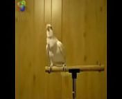 Bird loves Egyptian music 0001 from oiseau zarbi
