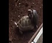 Turtle Fuck from samurai turtle